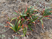 Cargar imagen en el visor de la galería, A low-growing cluster of Douglas iris (Iris douglasii or Iris douglasiana) foliage in October. Long narrow leaves with green, yellow, and reddish-orange, tones, growing in dry soil with surrounding dried grass and small stones. One of approximately 200 species of Pacific Northwest native plants available at Sparrowhawk Native Plants, native plant nursery in Portland, Oregon.