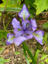 Cargar imagen en el visor de la galería, A close-up of a purple Douglas iris flower (Iris douglasii or Iris douglasiana) with blue and yellow striped inner petals, photographed outdoors among green leaves and brown mulch. One of approximately 200 species of Pacific Northwest native plants available at Sparrowhawk Native Plants, native plant nursery in Portland, Oregon.