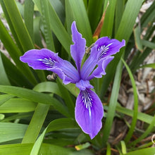 Cargar imagen en el visor de la galería, Close-up of purple Douglas iris in bloom (Iris douglasii or Iris douglasiana). One of approximately 200 species of Pacific Northwest native plants available at Sparrowhawk Native Plants, native plant nursery in Portland, Oregon.