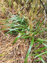 Cargar imagen en el visor de la galería, Evergreen, sword-like foliage of Douglas iris (Iris douglasii or Iris douglasiana). One of approximately 200 species of Pacific Northwest native plants available at Sparrowhawk Native Plants, native plant nursery in Portland, Oregon.