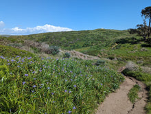 Cargar imagen en el visor de la galería, A dirt hiking trail winds through a hillside covered in Douglas isis flowers (Iris douglasii or Iris douglasiana) with small purple wildflowers under a bright blue sky with scattered white clouds. One of approximately 200 species of Pacific Northwest native plants available at Sparrowhawk Native Plants, native plant nursery in Portland, Oregon.
