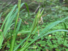 Cargar imagen en el visor de la galería, A close-up of Douglas iris (Iris douglasii or Iris douglasiana) in late summer with a dried, spent flower surrounded by lush green leaves in an outdoor natural setting. 