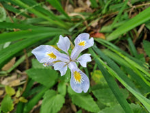 Cargar imagen en el visor de la galería, Close-up of white Douglas iris flower (Iris douglasii or Iris douglasiana) surrounded by its green sword-like foliage. One of approximately 200 species of Pacific Northwest native plants available at Sparrowhawk Native Plants, native plant nursery in Portland, Oregon.