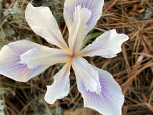 Cargar imagen en el visor de la galería, Closeup of a single white Douglas iris flower (Iris douglasii or Iris douglasiana) with delicate purple and pale yellow veining, photographed close-up against a background of dry pine needles and soil. One of approximately 200 species of Pacific Northwest native plants available at Sparrowhawk Native Plants, native plant nursery in Portland, Oregon.