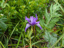 Cargar imagen en el visor de la galería, A single purple Douglas iris flower (Iris douglasii or Iris douglasiana) with blue-green striped petals, surrounded by companion plants. One of approximately 200 species of Pacific Northwest native plants available at Sparrowhawk Native Plants, native plant nursery in Portland, Oregon.