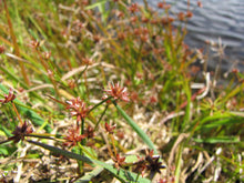 Load image into Gallery viewer, Close-up of the reddish flower cluster of taper-tip rush (Juncus acuminatus). One of 100+ species of Pacific Northwest native plants available at Sparrowhawk Native Plants, Native Plant Nursery in Portland, Oregon.