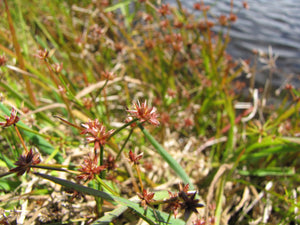 Close-up of the reddish flower cluster of taper-tip rush (Juncus acuminatus). One of 100+ species of Pacific Northwest native plants available at Sparrowhawk Native Plants, Native Plant Nursery in Portland, Oregon.