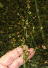 Load image into Gallery viewer, Close-up of a stem of taper-tip rush (Juncus acuminatus) covered in flower clusters. One of 100+ species of Pacific Northwest native plants available at Sparrowhawk Native Plants, Native Plant Nursery in Portland, Oregon.