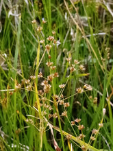 Load image into Gallery viewer, Stalks and golden brown seed heads of taper-tip rush (Juncus acuminatus). One of approximately 200 species of Pacific Northwest native plants available at Sparrowhawk Native Plants, native plant nursery in Portland, Oregon.