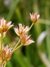Load image into Gallery viewer, Close-up of the golden brown seed heads of taper-tip rush (Juncus acuminatus). One of approximately 200 species of Pacific Northwest native plants available at Sparrowhawk Native Plants, native plant nursery in Portland, Oregon.