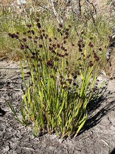 A wild clump of dagger-leaf rush (Juncus ensifolius) with seed heads. One of approximately 200 species of Pacific Northwest native plants available at Sparrowhawk Native Plants, native plant nursery in Portland, Oregon.  