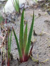 Load image into Gallery viewer, A young shoot of dagger-leaf rush (Juncus ensifolius). One of approximately 200 species of Pacific Northwest native plants available at Sparrowhawk Native Plants, native plant nursery in Portland, Oregon.  