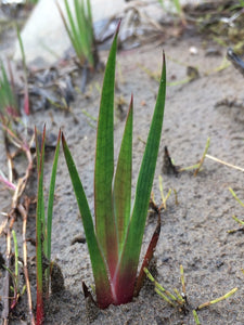 A young shoot of dagger-leaf rush (Juncus ensifolius). One of approximately 200 species of Pacific Northwest native plants available at Sparrowhawk Native Plants, native plant nursery in Portland, Oregon.  