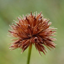 Load image into Gallery viewer, Close up of a seed head of dagger-leaf rush (Juncus ensifolius). One of approximately 200 species of Pacific Northwest native plants available at Sparrowhawk Native Plants, native plant nursery in Portland, Oregon.  