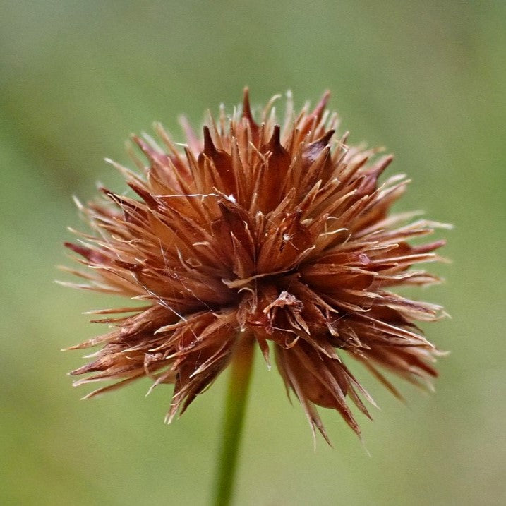 Close up of a seed head of dagger-leaf rush (Juncus ensifolius). One of approximately 200 species of Pacific Northwest native plants available at Sparrowhawk Native Plants, native plant nursery in Portland, Oregon.  