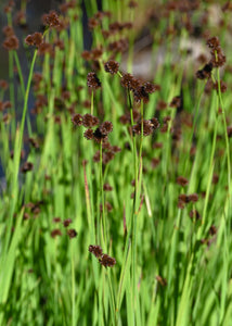 Population of dagger-leaf rush (Juncus ensifolius) covered in seed heads. One of approximately 200 species of Pacific Northwest native plants available at Sparrowhawk Native Plants, native plant nursery in Portland, Oregon.  