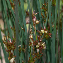 Load image into Gallery viewer, Close up of the inflorescence of spreading blue rush (Juncus patens). One of approximately 200 species of Pacific Northwest native plants available at Sparrowhawk Native Plants, native plant nursery in Portland, Oregon.