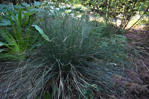 Spreading blue rush (Juncus patens) in the habitat garden. One of approximately 200 species of Pacific Northwest native plants available at Sparrowhawk Native Plants, native plant nursery in Portland, Oregon.