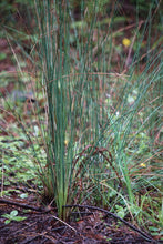 Load image into Gallery viewer, Young new growth of spreading blue rush (Juncus patens). One of approximately 200 species of Pacific Northwest native plants available at Sparrowhawk Native Plants, native plant nursery in Portland, Oregon.