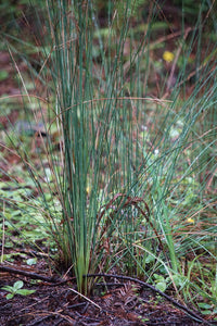 Young new growth of spreading blue rush (Juncus patens). One of approximately 200 species of Pacific Northwest native plants available at Sparrowhawk Native Plants, native plant nursery in Portland, Oregon.