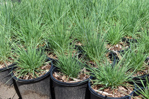 One gallon pots of Prairie Junegrass (Koeleria macrantha) in April. One of 100+ species of Pacific Northwest native plants available at Sparrowhawk Native Plants, Native Plant Nursery in Portland, Oregon.