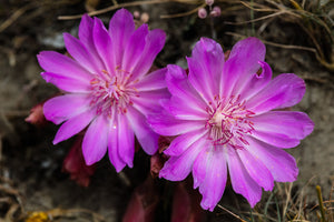Two hot pink bitterroot flowers (Lewisia rediviva) One of the 150+ species of Pacific Northwest native plants available at Sparrowhawk Native Plants in Portland, Oregon. 