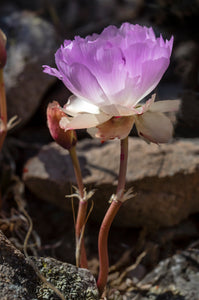 Bitterroot – Sparrowhawk Native Plants