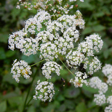 Load image into Gallery viewer, Close-up of a cluster of showy white flowers of celery-leaved lovage (Ligusticum apiifolium). One of approximately 200 species of Pacific Northwest native plants available at Sparrowhawk Native Plants, Native Plant Nursery in Portland, Oregon.