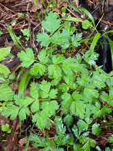Load image into Gallery viewer, Foliage of celery-leaved lovage (Ligusticum apiifolium). One of approximately 200 species of Pacific Northwest native plants available at Sparrowhawk Native Plants, Native Plant Nursery in Portland, Oregon.
