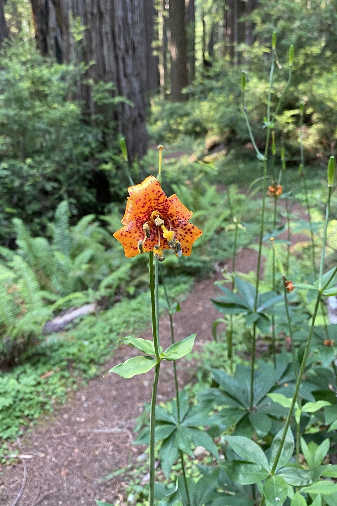 photo of tiger lily Tiger Lily – Sparrowhawk Native Plants