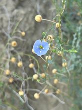 Load image into Gallery viewer, Close-up of the showy blue-purple flower of Wild Blue Flax (Linum lewisii) surrounded by dried light brown seed pods. One of approximately 200 species of Pacific Northwest native plants available at Sparrowhawk Native Plants nursery in Portland, Oregon.