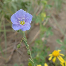 Load image into Gallery viewer, Close-up of the showy blue-purple flower of Wild Blue Flax (Linum lewisii). One of approximately 200 species of Pacific Northwest native plants available at Sparrowhawk Native Plants nursery in Portland, Oregon