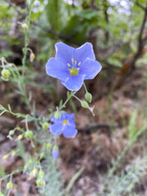 Load image into Gallery viewer, Close-up of the showy blue-purple flower of Wild Blue Flax (Linum lewisii). One of approximately 200 species of Pacific Northwest native plants available at Sparrowhawk Native Plants nursery in Portland, Oregon.
