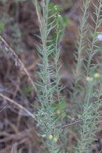 Load image into Gallery viewer, Close-up of the light blue-green foliage of Wild Blue Flax (Linum lewisii). One of approximately 200 species of Pacific Northwest native plants available at Sparrowhawk Native Plants nursery in Portland, Oregon.