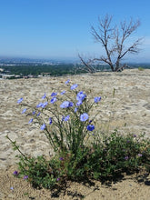 Load image into Gallery viewer, A wild blue flax plant (Linum lewisii) in full flower, growing on dry, sandy soil. One of approximately 200 species of Pacific Northwest native plants available at Sparrowhawk Native Plants nursery in Portland, Oregon.