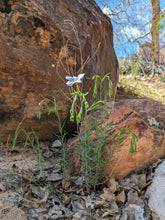 Load image into Gallery viewer, A small wild blue flax plant (Linum lewisii) with light blue flower, growing in a dry, rocky location. One of approximately 200 species of Pacific Northwest native plants available at Sparrowhawk Native Plants nursery in Portland, Oregon.