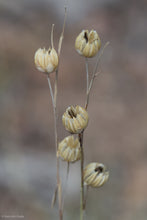 Load image into Gallery viewer, Dried, light brown seed pods of wild blue flax plant (Linum lewisii). One of approximately 200 species of Pacific Northwest native plants available at Sparrowhawk Native Plants nursery in Portland, Oregon.