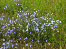Load image into Gallery viewer, Wild blue flax plant (Linum lewisii) in full flower, growing in a wild meadow. One of approximately 200 species of Pacific Northwest native plants available at Sparrowhawk Native Plants nursery in Portland, Oregon.