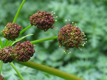 Load image into Gallery viewer, Close up of a brownish-purple flower cluster of fernleaf biscuitroot (Lomatium dissectum). One of approximately 200 species of Pacific Northwest native plants available at Sparrowhawk Native Plants, native plant nursery in Portland, Oregon