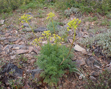 Load image into Gallery viewer, A mature fernleaf biscuitroot (Lomatium dissectum) with tall yellow flower umbels. One of approximately 200 species of Pacific Northwest native plants available at Sparrowhawk Native Plants, native plant nursery in Portland, Oregon.