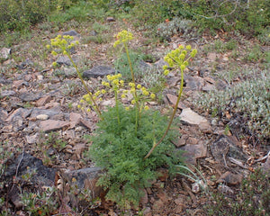 A mature fernleaf biscuitroot (Lomatium dissectum) with tall yellow flower umbels. One of approximately 200 species of Pacific Northwest native plants available at Sparrowhawk Native Plants, native plant nursery in Portland, Oregon.