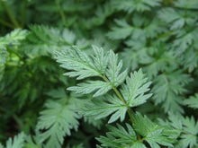 Load image into Gallery viewer, Close up of a delicate leaf of fernleaf biscuitroot (Lomatium dissectum). One of approximately 200 species of Pacific Northwest native plants available at Sparrowhawk Native Plants, native plant nursery in Portland, Oregon