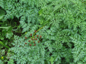 A sea of lacey foliage - fernleaf biscuitroot (Lomatium dissectum). One of approximately 200 species of Pacific Northwest native plants available at Sparrowhawk Native Plants, native plant nursery in Portland, Oregon