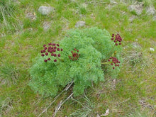 Load image into Gallery viewer, A mature fernleaf biscuitroot (Lomatium dissectum) plant with dark purple flower umbels, in the wild. One of approximately 200 species of Pacific Northwest native plants available at Sparrowhawk Native Plants, native plant nursery in Portland, Oregon.