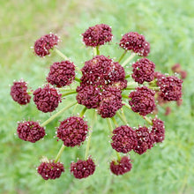 Load image into Gallery viewer, Closeup of a dark purple flower cluster of fernleaf biscuitroot (Lomatium dissectum). One of approximately 200 species of Pacific Northwest native plants available at Sparrowhawk Native Plants, native plant nursery in Portland, Oregon