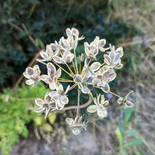 Load image into Gallery viewer, Close up of a seed head of fernleaf biscuitroot (Lomatium dissectum). One of approximately 200 species of Pacific Northwest native plants available at Sparrowhawk Native Plants, native plant nursery in Portland, Oregon