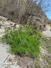 Load image into Gallery viewer, A mature fernleaf biscuitroot (Lomatium dissectum) plant with dark purple flower umbels, in the wild. One of approximately 200 species of Pacific Northwest native plants available at Sparrowhawk Native Plants, native plant nursery in Portland, Oregon.