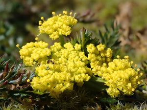 Super close up of the tiny yellow flowers of spring gold, also known as common Lomatium (Lomatium utriculatum) with some even tinier insect friends. One of approximately 200 species of Pacific Northwest native plants available at Sparrowhawk Native Plants, Native Plant Nursery in Portland, Oregon.