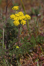 Load image into Gallery viewer, Flowering habit/form of spring gold, also known as common Lomatium (Lomatium utriculatum) with some even tinier insect friends. One of approximately 200 species of Pacific Northwest native plants available at Sparrowhawk Native Plants, Native Plant Nursery in Portland, Oregon.