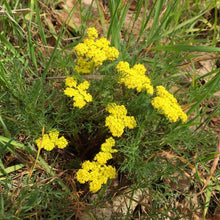 Load image into Gallery viewer, Yellow flowers and form of mature spring gold, also known as common Lomatium (Lomatium utriculatum). One of approximately 200 species of Pacific Northwest native plants available at Sparrowhawk Native Plants, Native Plant Nursery in Portland, Oregon.